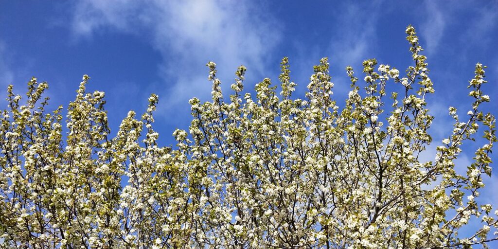 Ornamental pear tree in blossom with bright blue sky and fluffy white clouds in the background